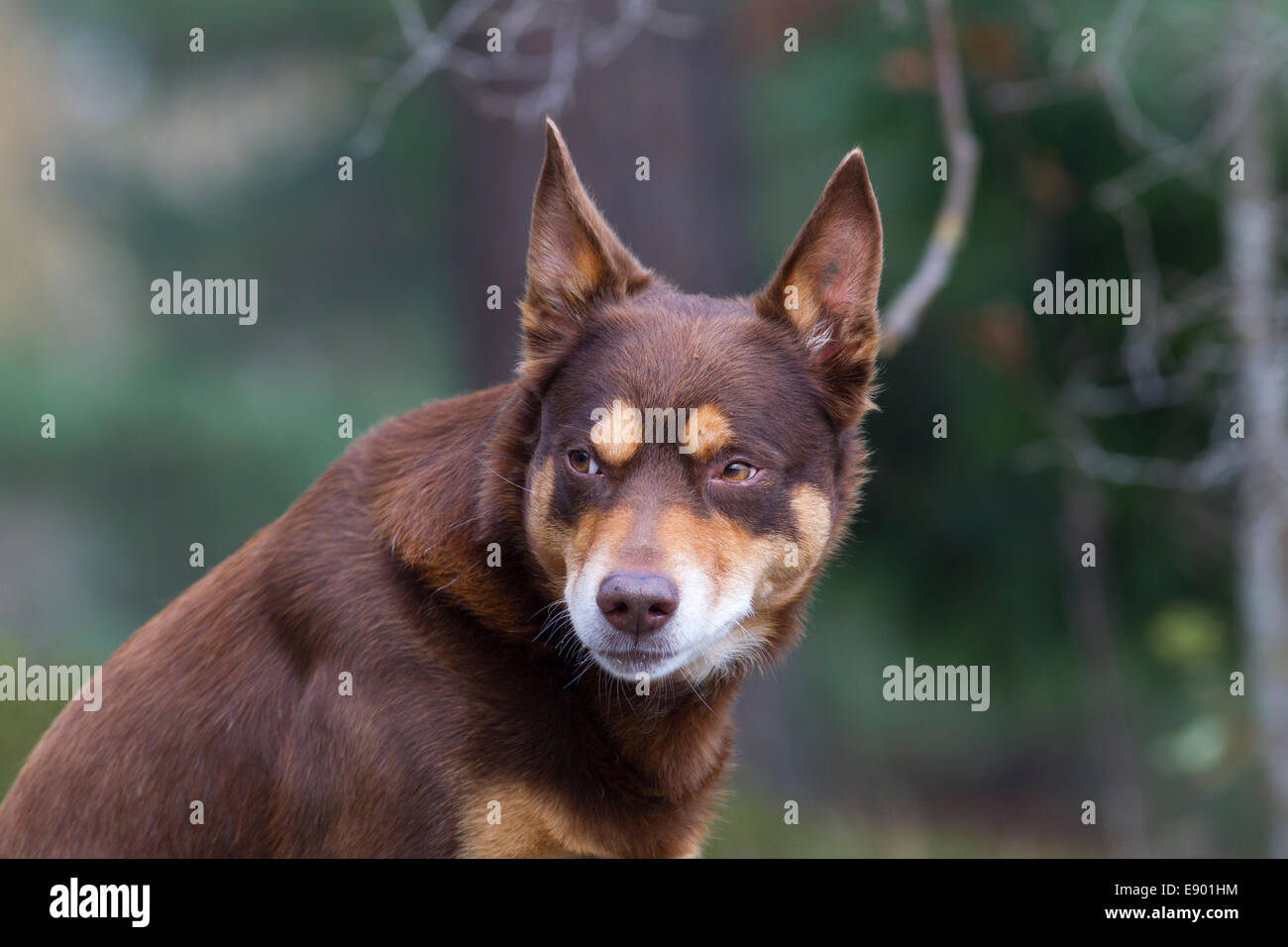 Ritratto di un AUSTRALIANO KELPIE Foto Stock