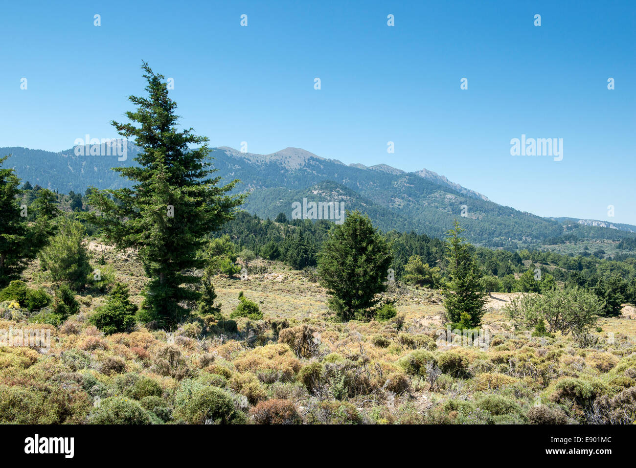 Paesaggio di montagna con alberi a sud di Zia, Kos, Grecia Foto Stock