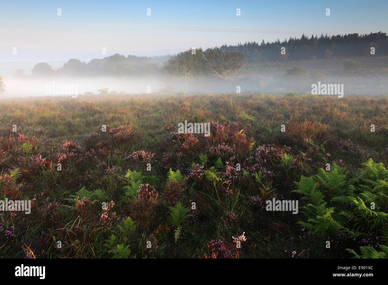 Misty alba; Broomy pianura, New Forest National Park; Hampshire County; Inghilterra; Gran Bretagna, Regno Unito Foto Stock