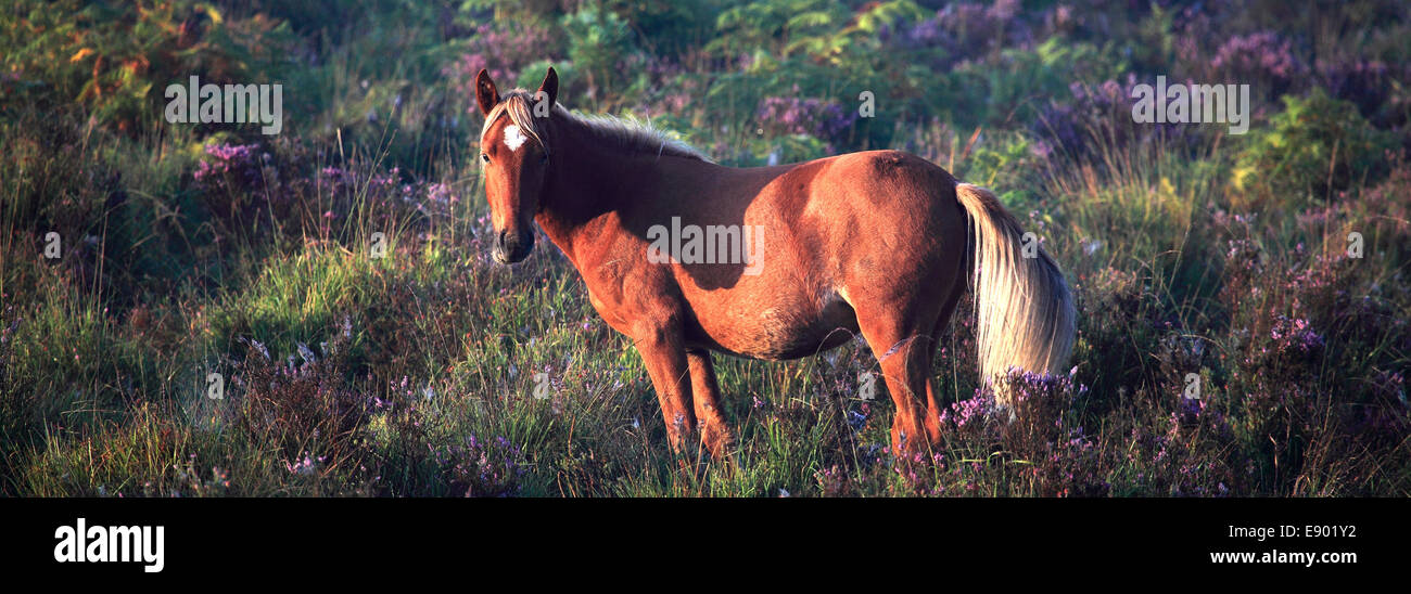 New Forest Pony, Bolderwood heath, New Forest National Park; Hampshire County; Inghilterra; Gran Bretagna, Regno Unito Foto Stock