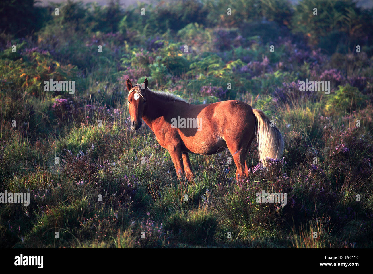 New Forest Pony, Bolderwood heath, New Forest National Park; Hampshire County; Inghilterra; Gran Bretagna, Regno Unito Foto Stock