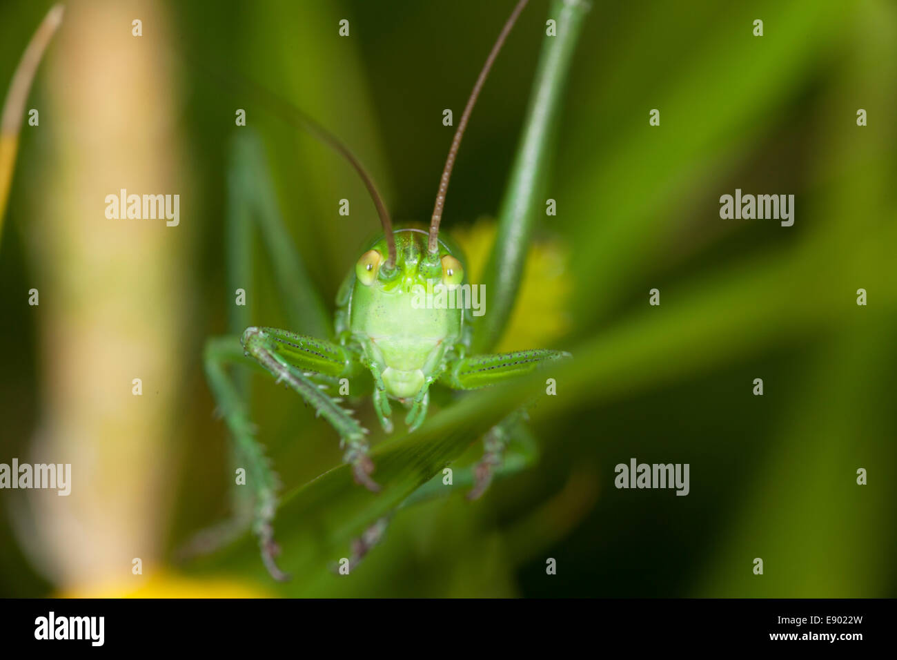 Close up di grasshopper seduto sull'erba Foto Stock