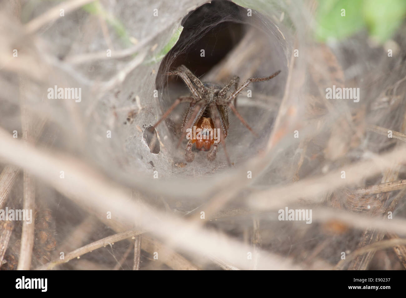 Close up di un ragno nel proprio nido di ragnatele Foto Stock