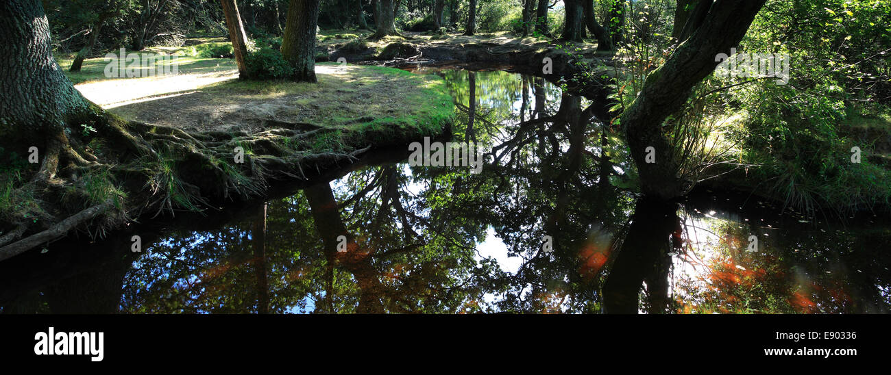 Acqua ober, Bianco Moor, New Forest National Park; Hampshire County; Inghilterra; Gran Bretagna, Regno Unito Foto Stock