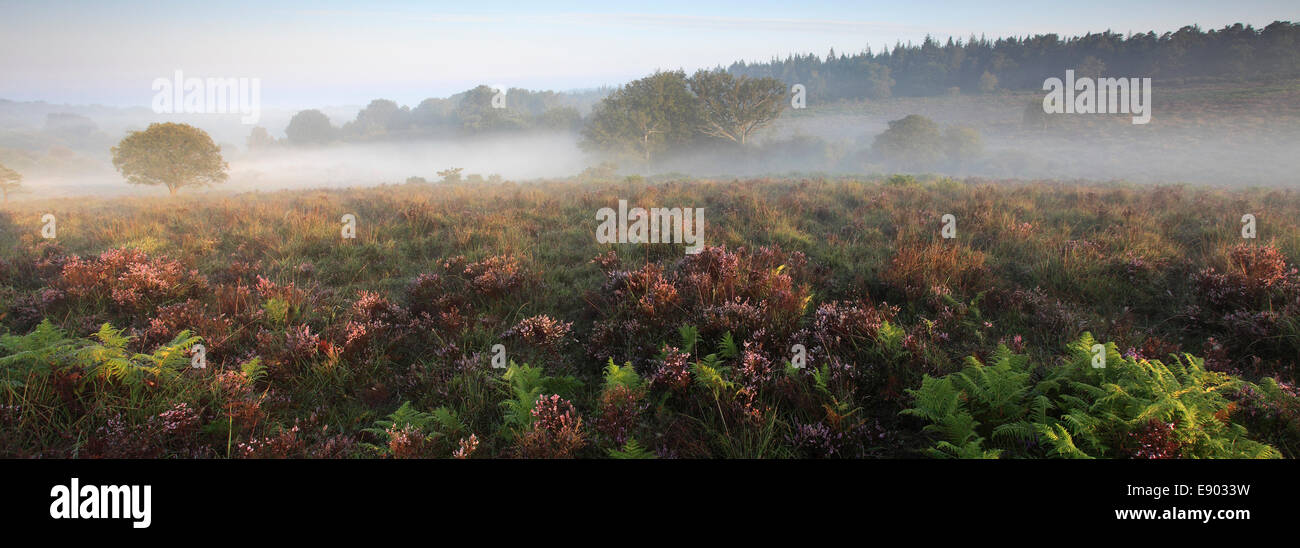 Misty alba; Broomy pianura, New Forest National Park; Hampshire County; Inghilterra; Gran Bretagna, Regno Unito Foto Stock