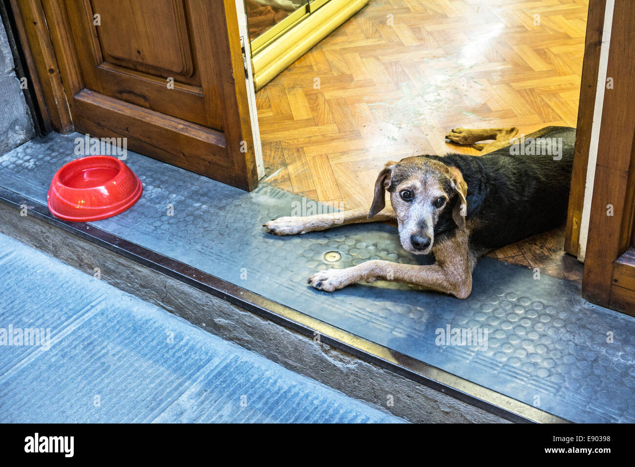 Cane con un viso dolce e grandi occhi marroni giacente in apri porta di elegante negozio di Oltrarno con il rosso la vaschetta del separatore della condensa sul stoop Firenze Foto Stock