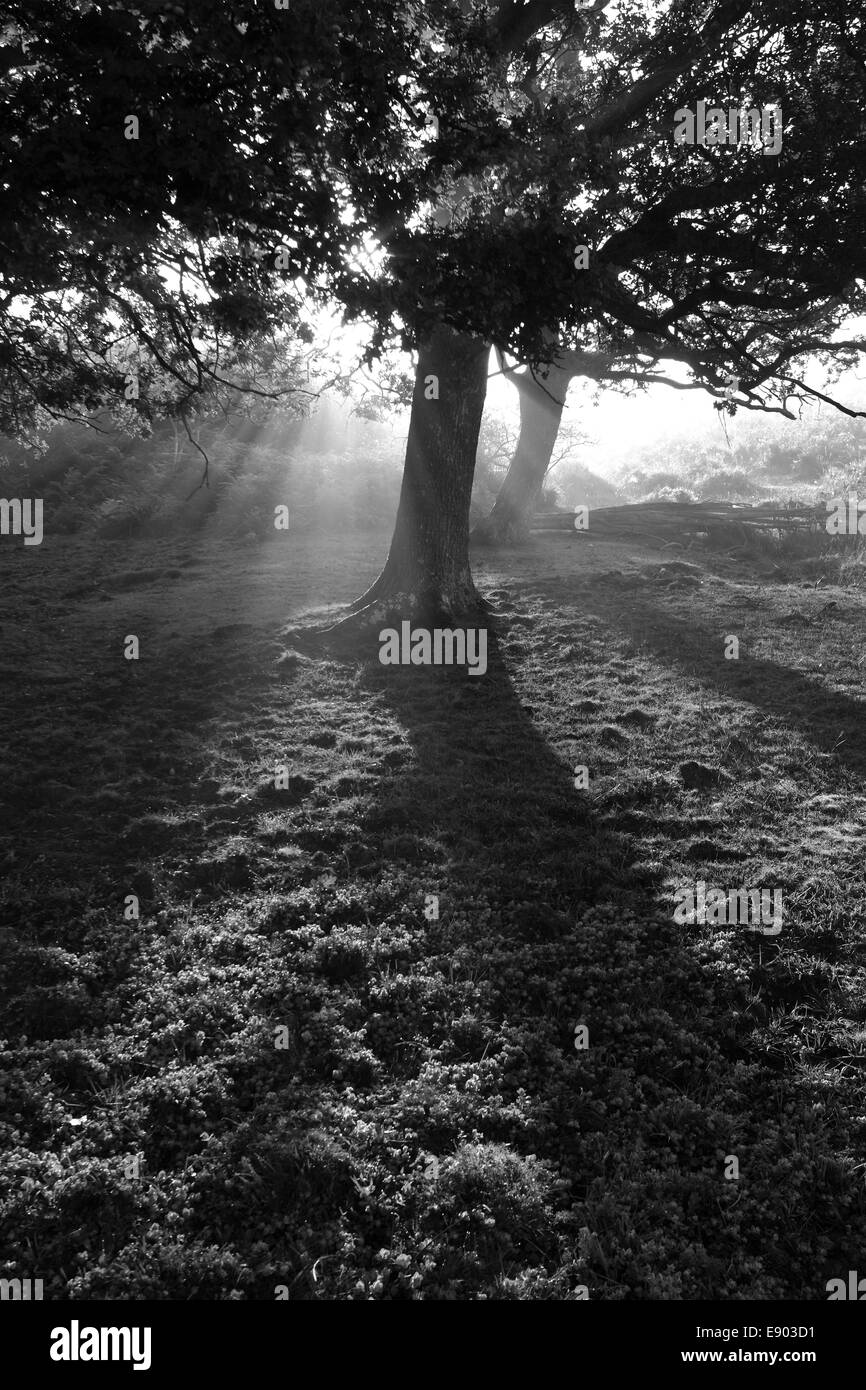 Misty alba; alberi da bosco, Bianco Moor, New Forest National Park; Hampshire County; Inghilterra; Gran Bretagna, Regno Unito Foto Stock