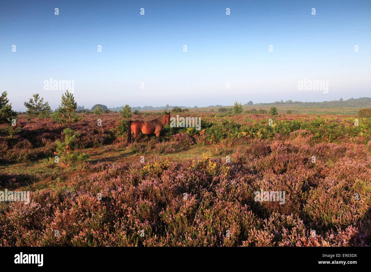 Misty alba; Ibsley comune, New Forest National Park; Hampshire County; Inghilterra; Gran Bretagna, Regno Unito Foto Stock