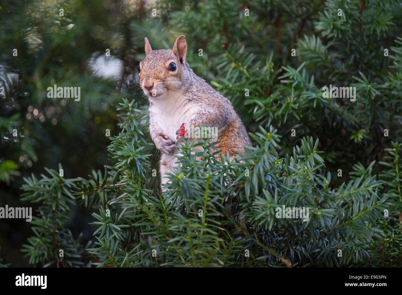 Un North American tree Scoiattolo si siede in un albero di mangiare i frutti di bosco in Tinton Falls sezione del Monmouth County, New Jersey. Foto Stock