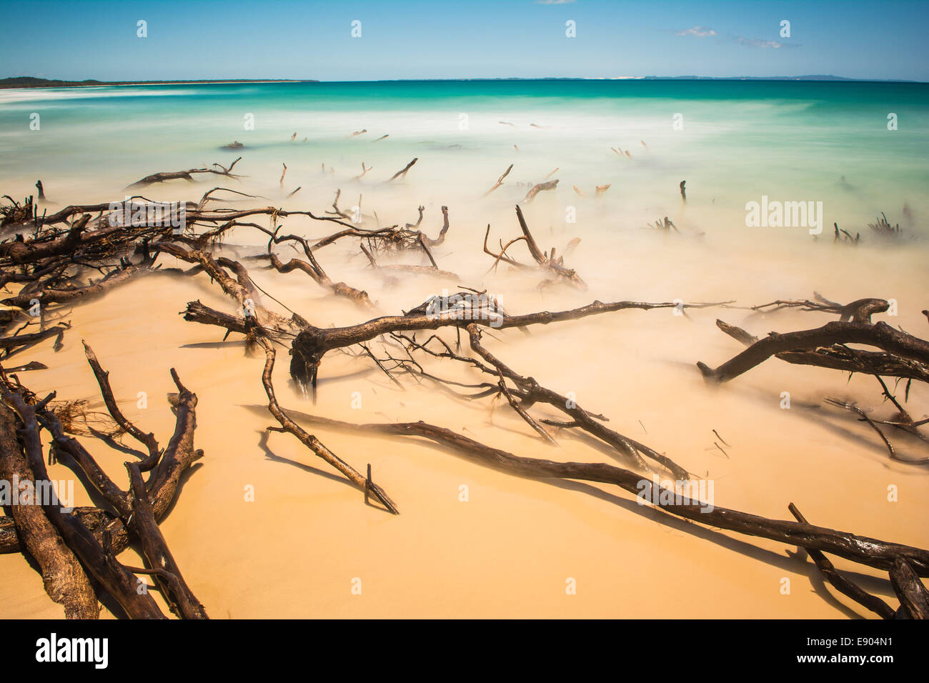 Gli alberi morti nel surf vicino a sommatore Rock, North Stradbroke Island, Queensland, Australia Foto Stock