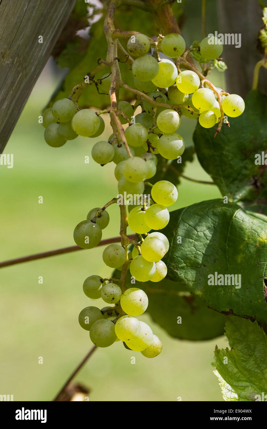 Vitis vinifera. Uva 'New York Seedless ". Foto Stock