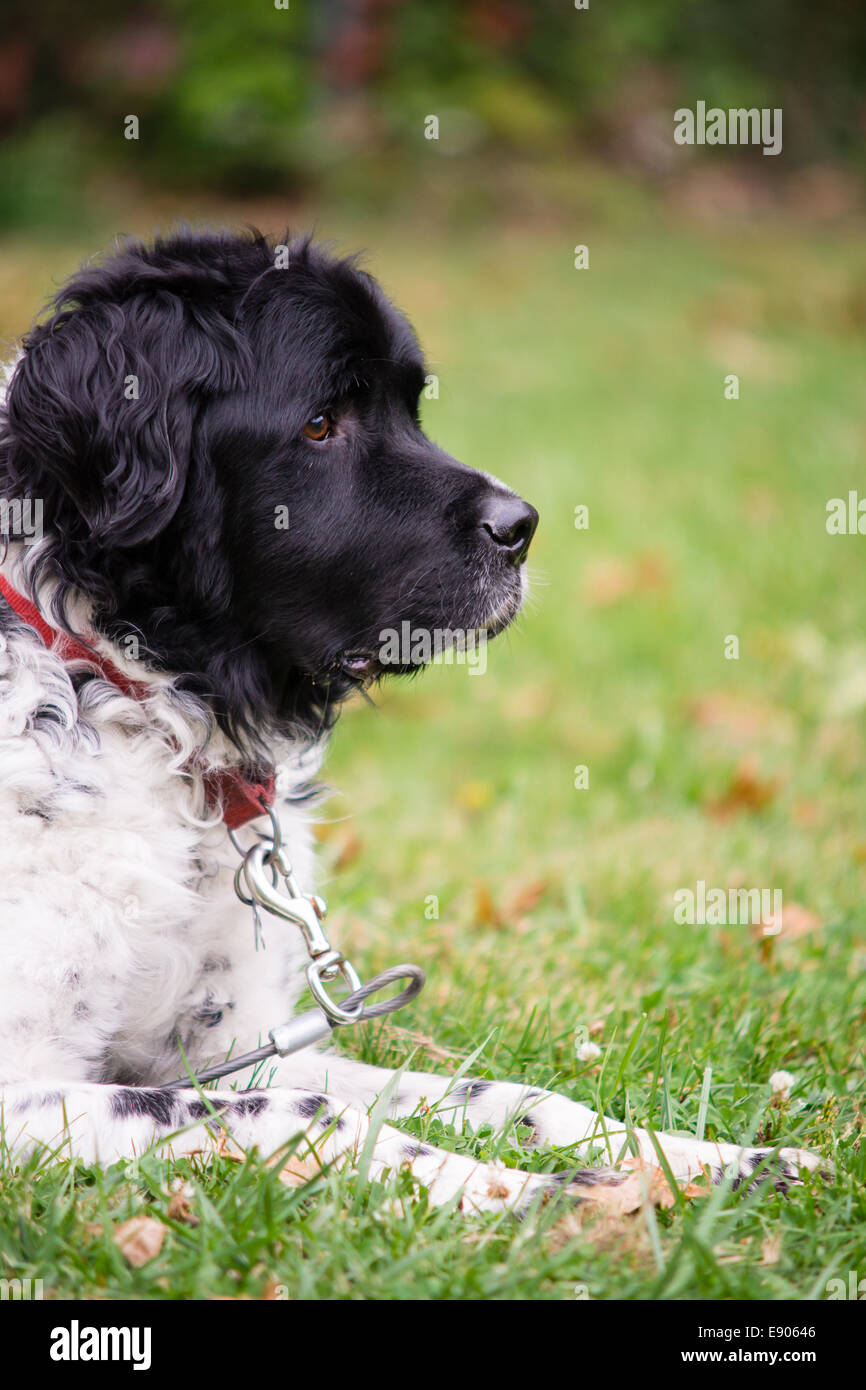 Un grande in bianco e nero di razza cane che è su un tirante-out stabilisce in un cantiere di erba. Foto Stock