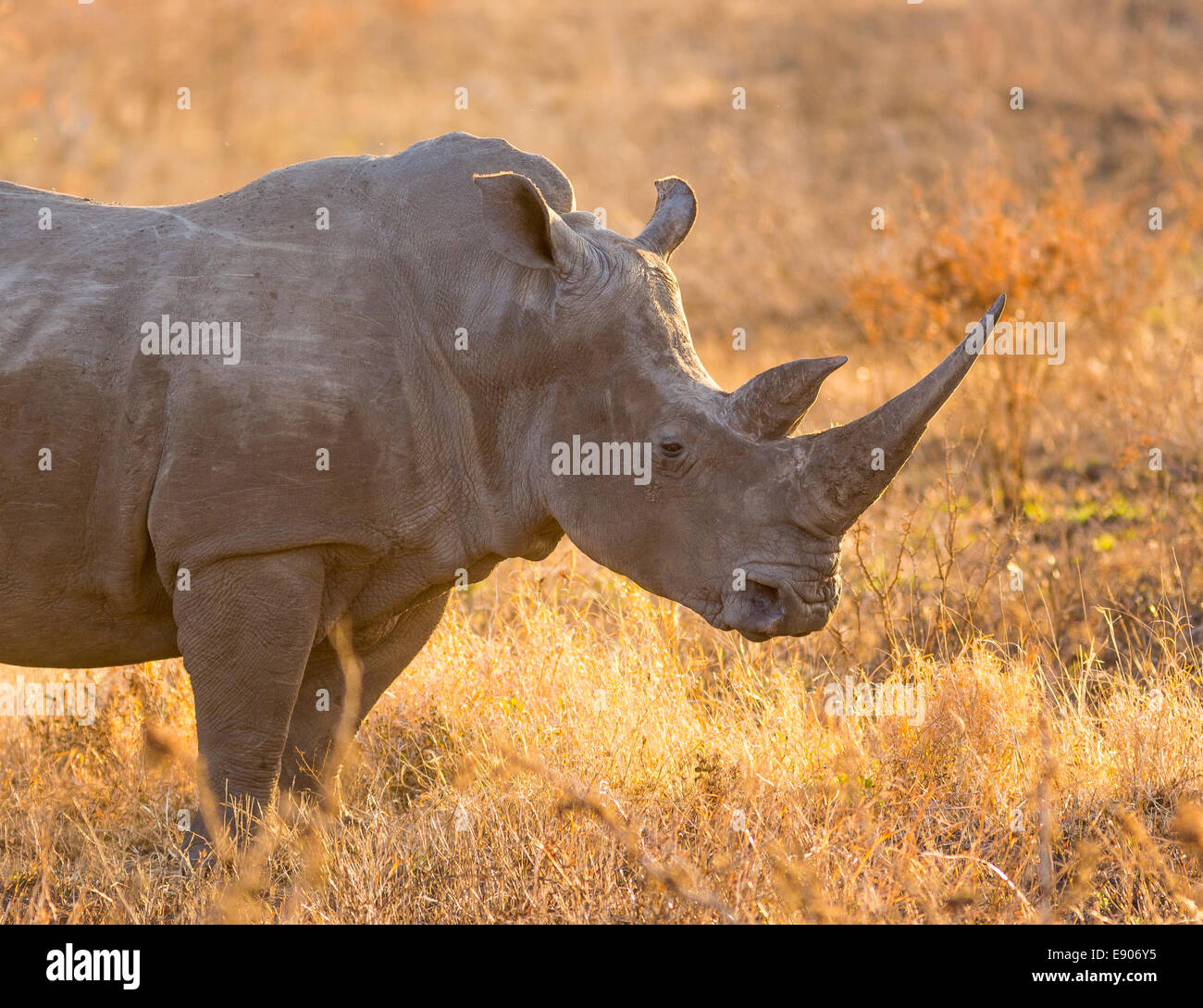 Parco Nazionale di Kruger, SUD AFRICA - rinoceronte bianco con grandi corna Foto Stock