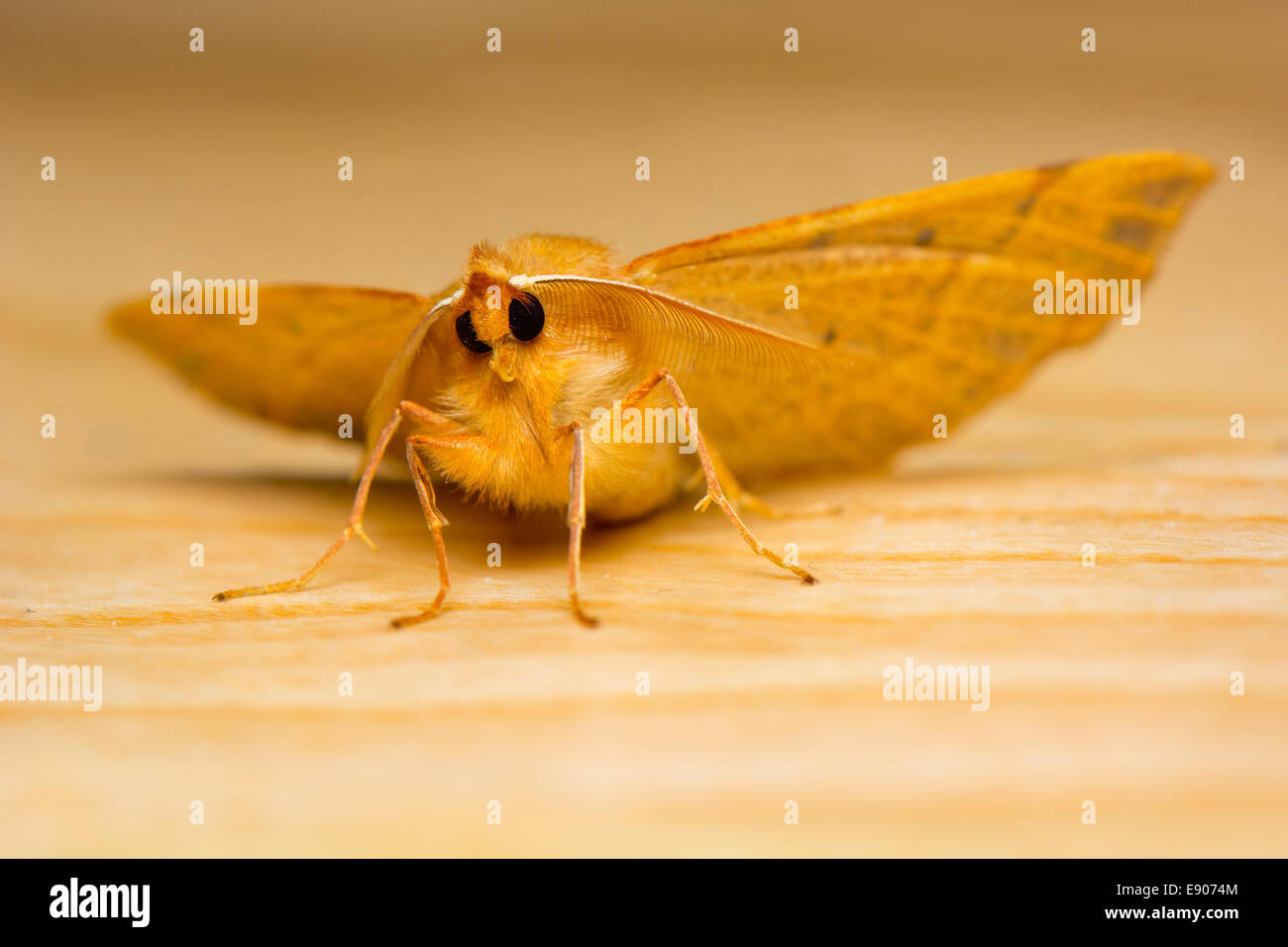 Falena Foto Stock