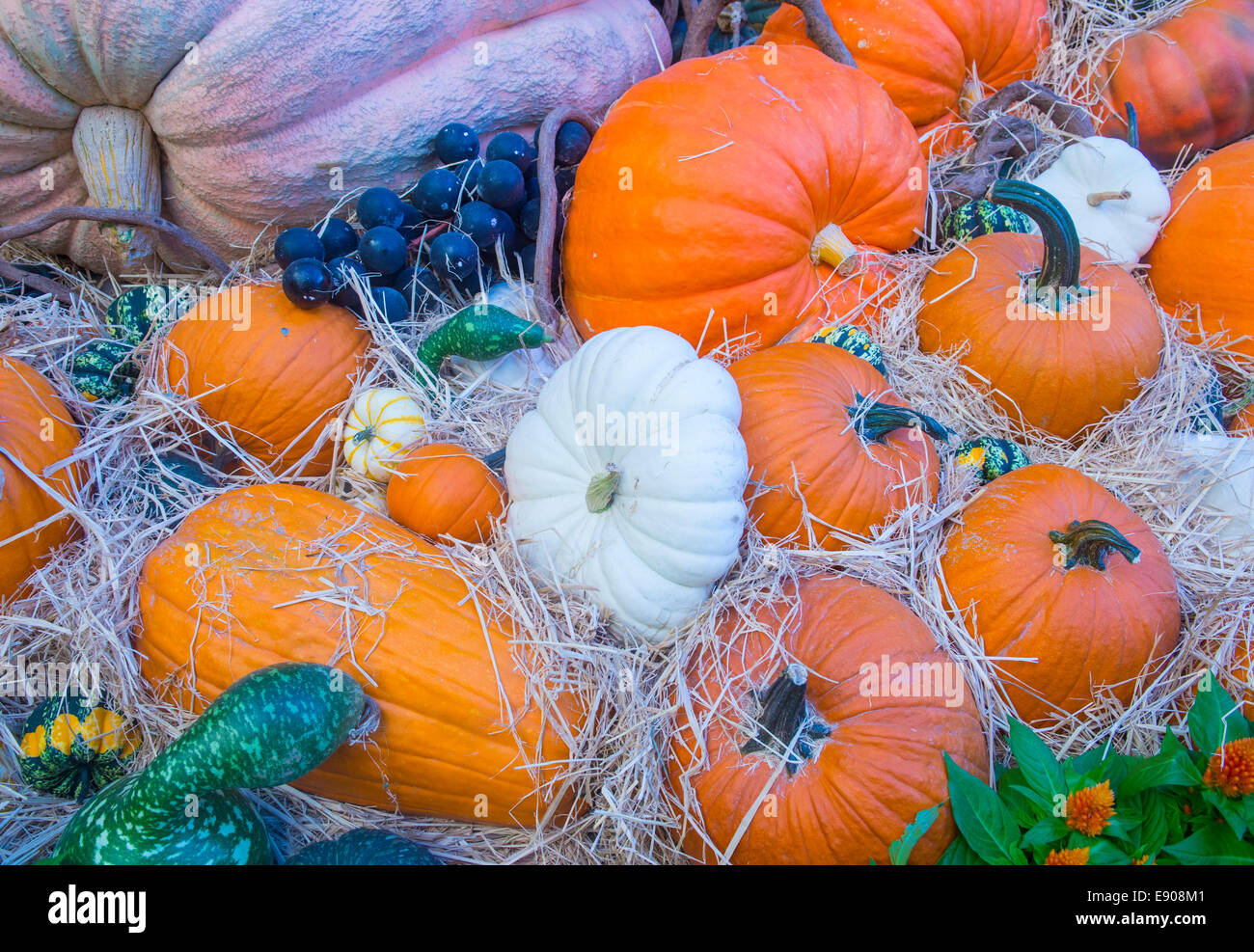 Una varietà di zucche colorate Foto Stock