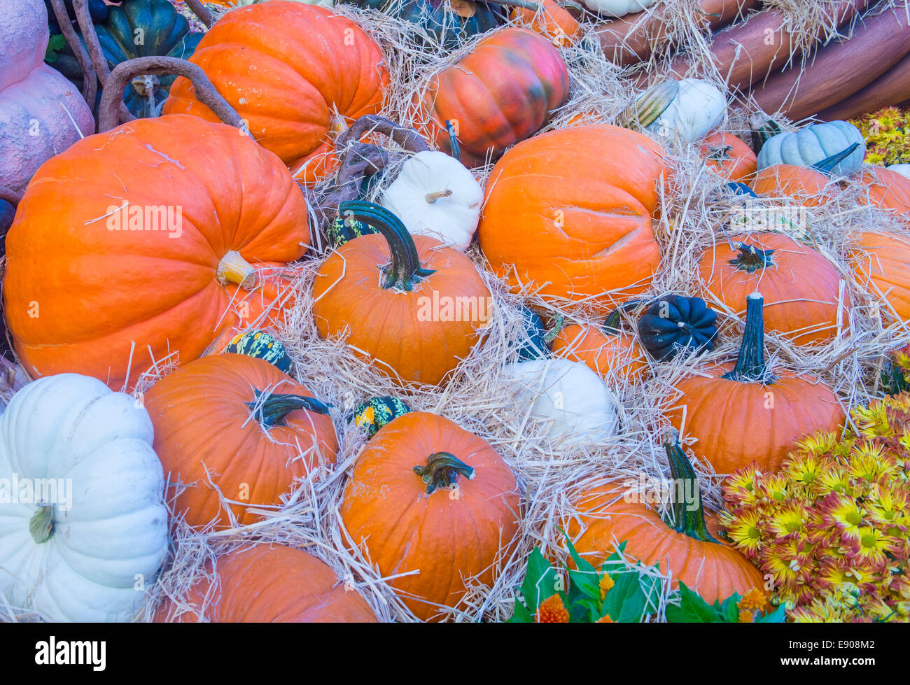 Una varietà di zucche colorate Foto Stock