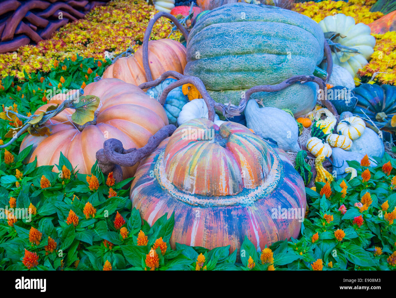 Una varietà di zucche colorate Foto Stock