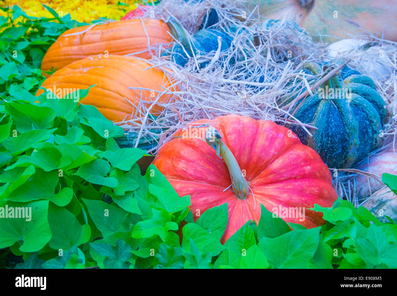 Una varietà di zucche colorate Foto Stock