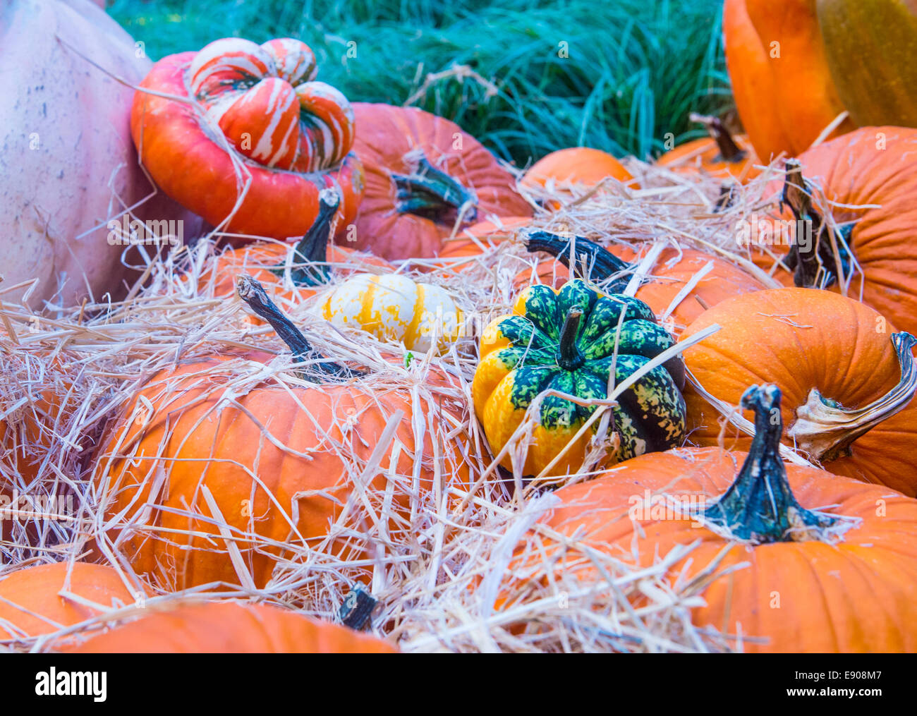 Una varietà di zucche colorate Foto Stock