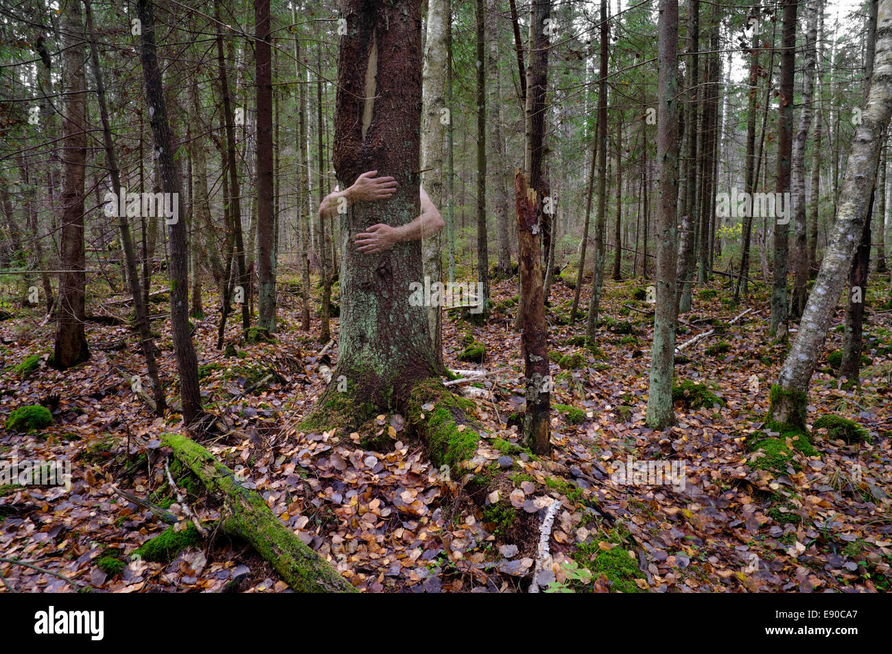Uomo in piedi dietro albero nella foresta selvaggia e abbracciando tree solo mani semitrasparente per essere visto. Foto Stock