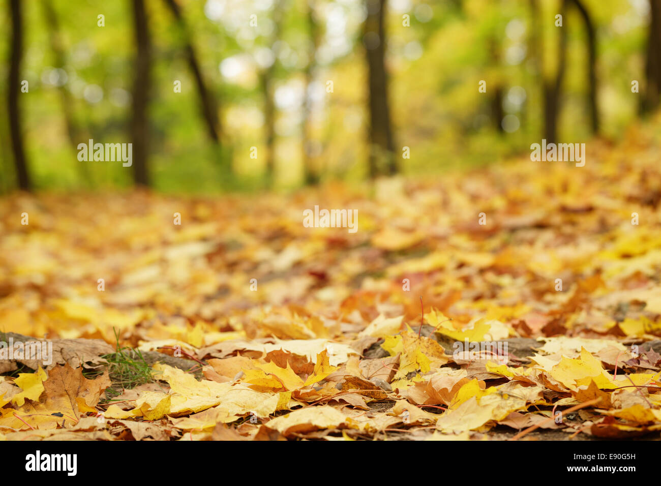 Bright Foglie di autunno sul terreno, basso livello foto Foto Stock