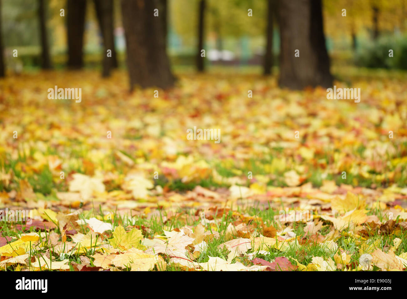 Bright Foglie di autunno sul terreno, basso livello foto Foto Stock