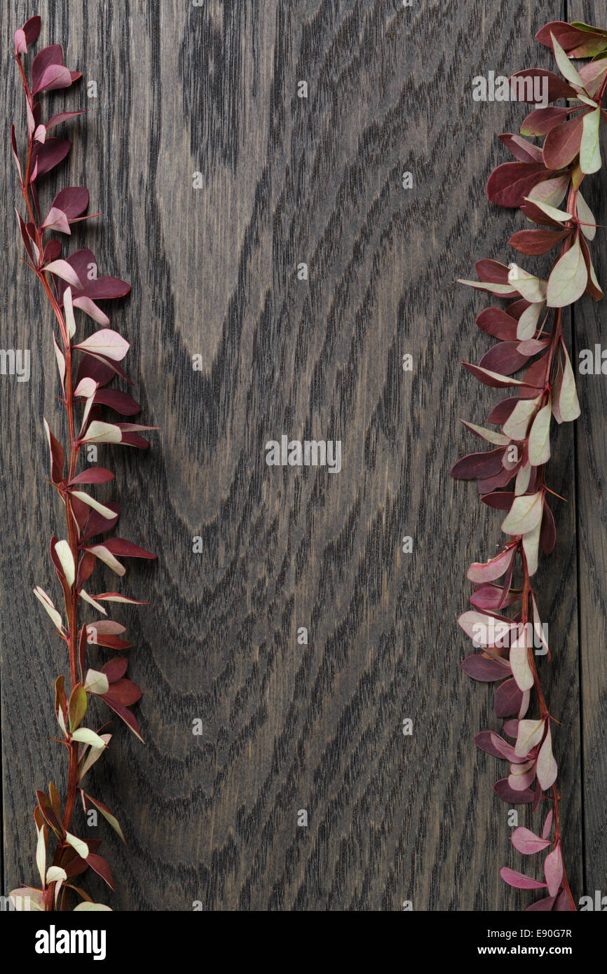 Autunno sfondo con crespino bush lascia sulla vecchia tabella direttamente dal di sopra Foto Stock