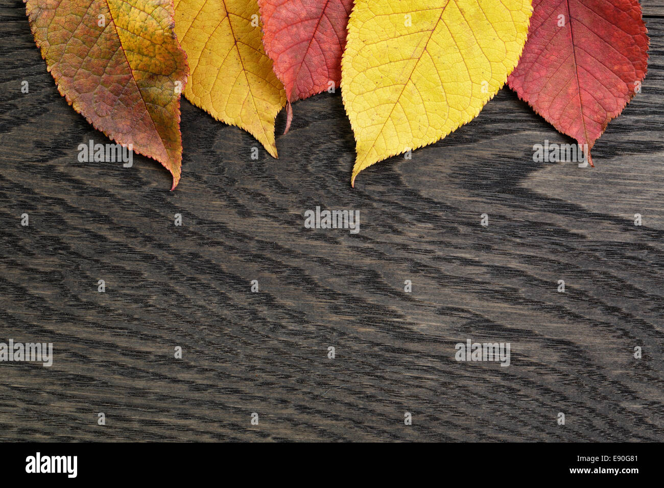 In autunno le foglie di ciliegio sul vecchio tavolo in legno di quercia, direttamente dal di sopra Foto Stock