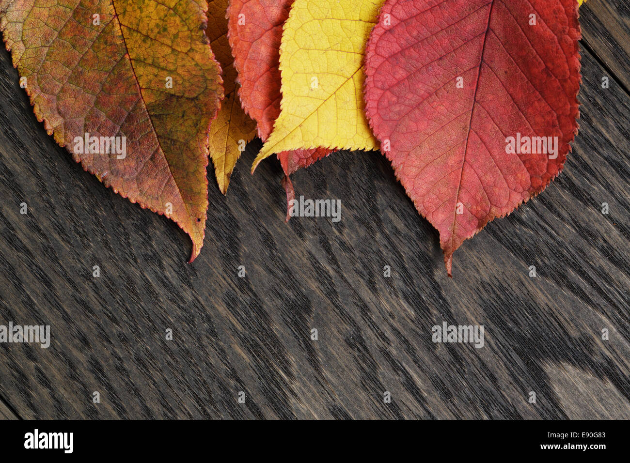 In autunno le foglie di ciliegio sul vecchio tavolo in legno di quercia, direttamente dal di sopra Foto Stock