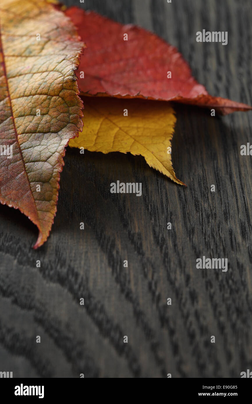 In autunno le foglie di ciliegio sul vecchio tavolo in legno di quercia, in stile rustico Foto Stock