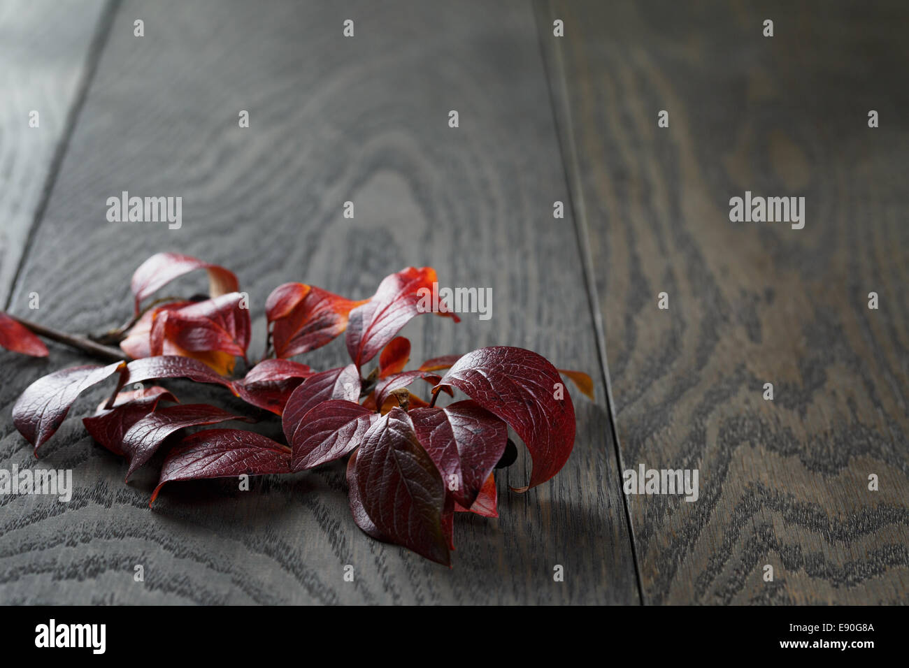 Autunno bush lascia sul vecchio tavolo in legno di quercia, in stile rustico Foto Stock