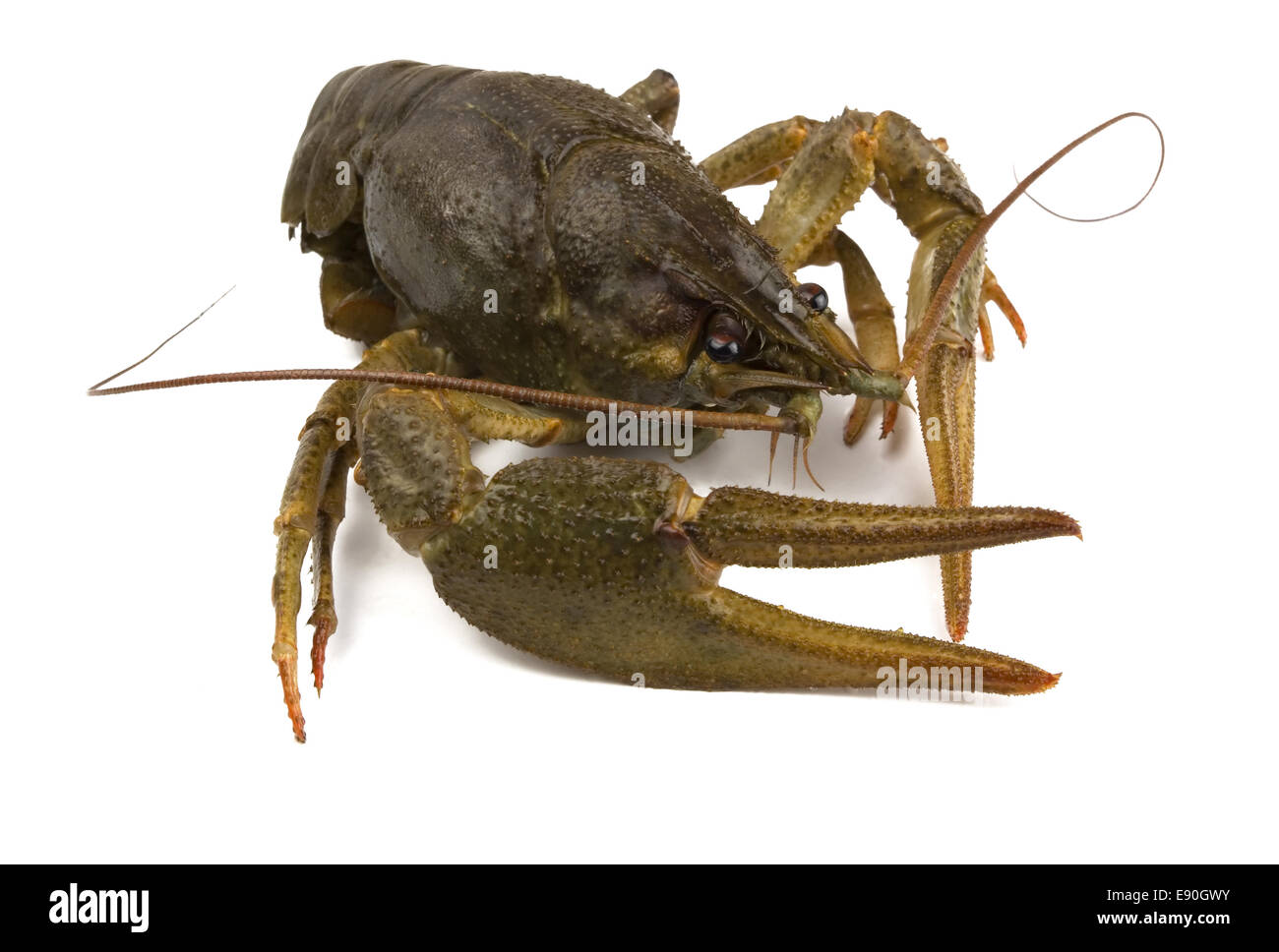 Gamberi di fiume Foto Stock