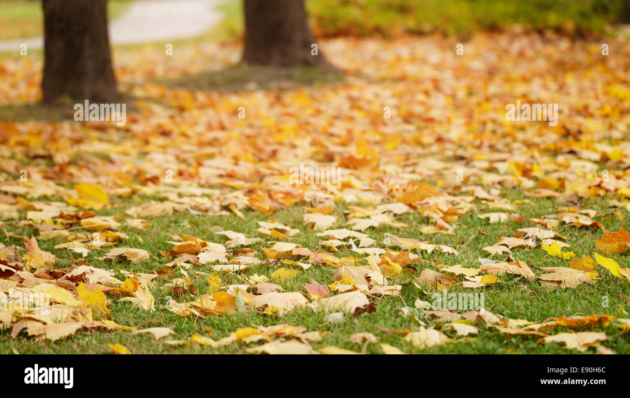 Bright Foglie di autunno sul terreno, basso livello foto Foto Stock