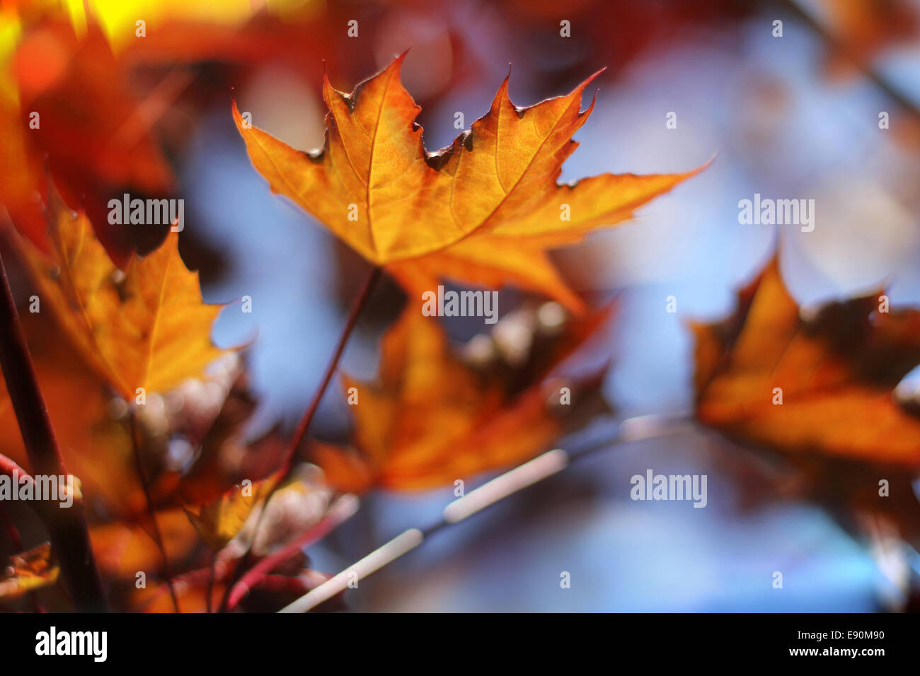 Foglie di autunno Foto Stock