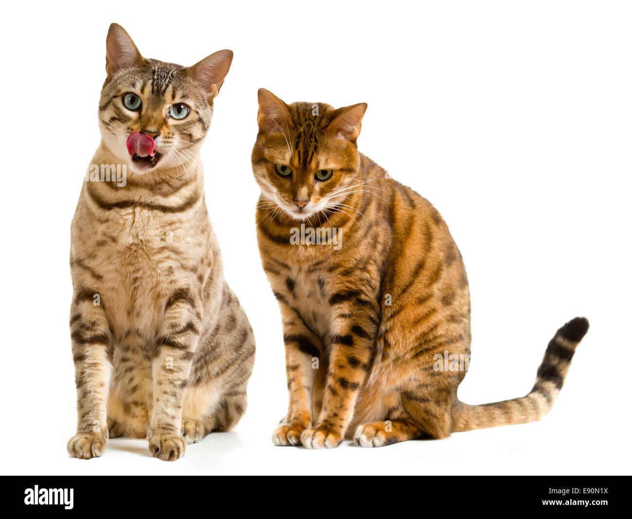 Coppia di gatti Bengala uno leccamento delle labbra Foto Stock