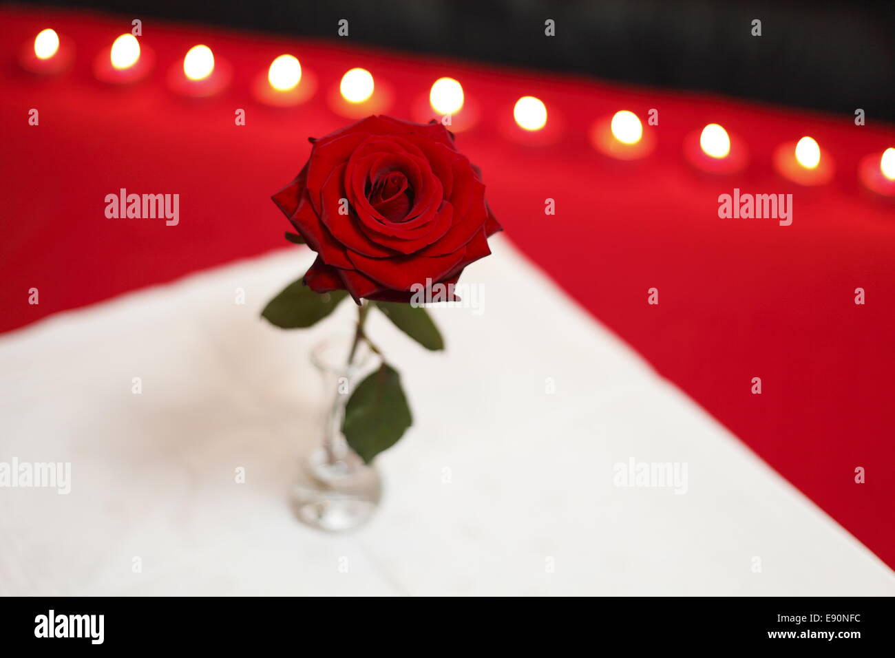 rosa Foto Stock