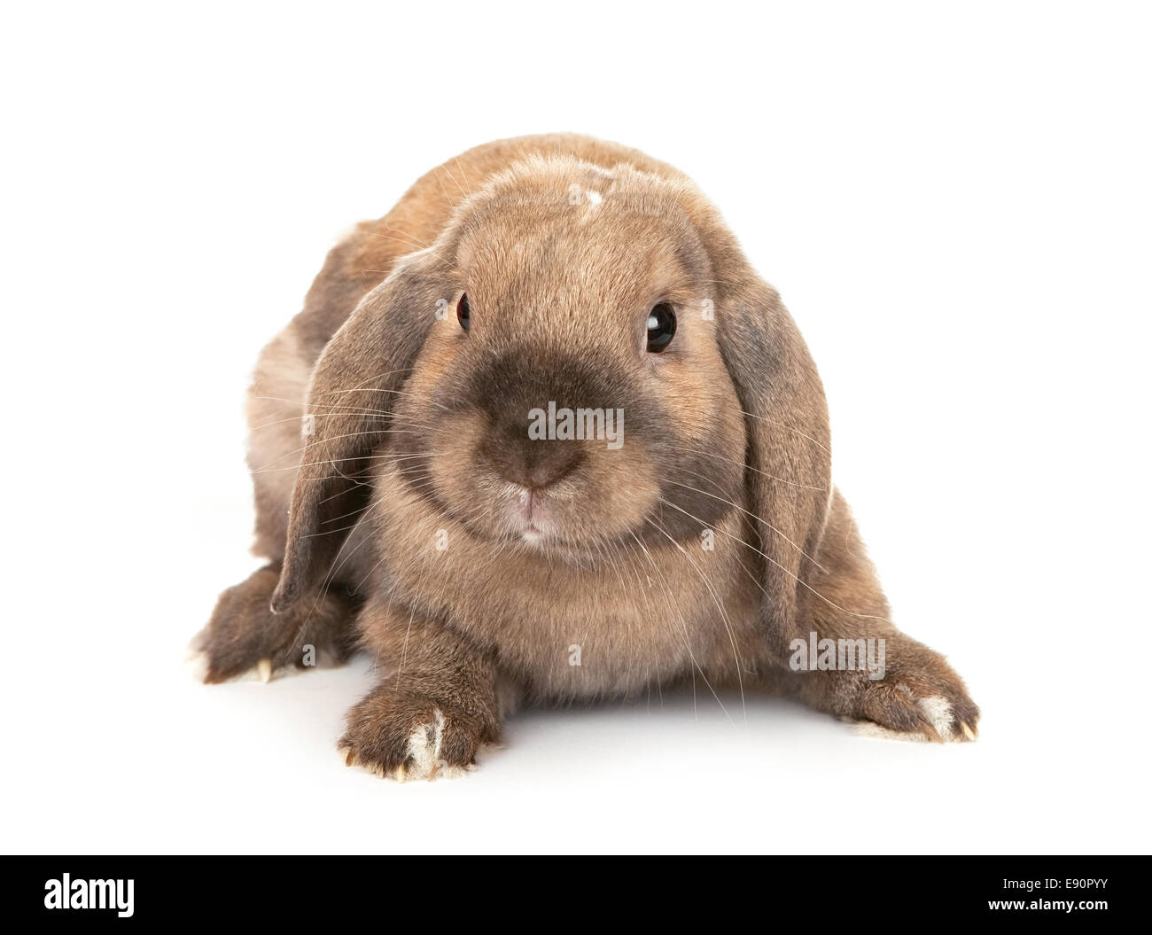 Dwarf lop-eared razze di coniglio di Ram. Foto Stock