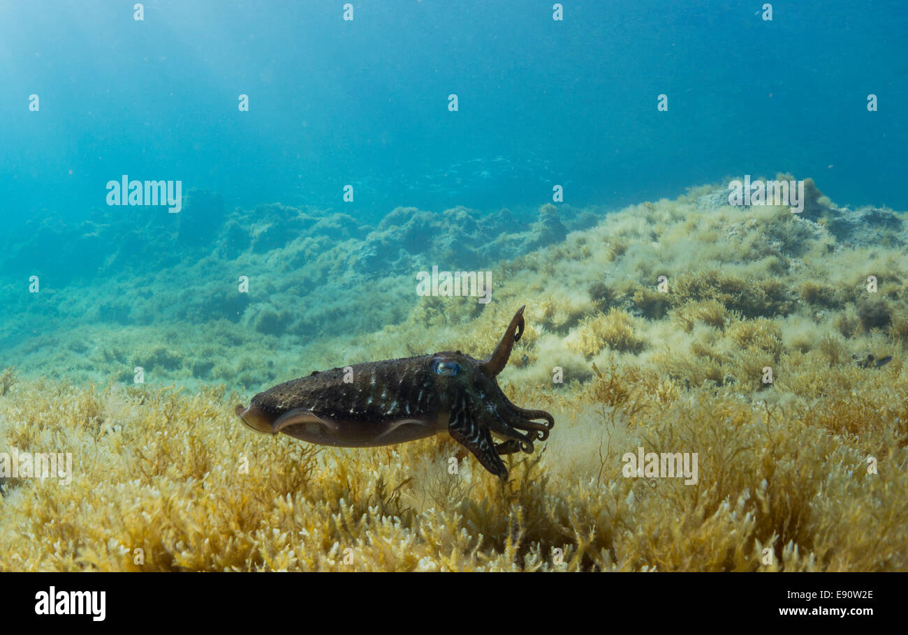 Comune,Seppie Sepia officinalis, nel Mar Mediterraneo a Malta. Foto Stock