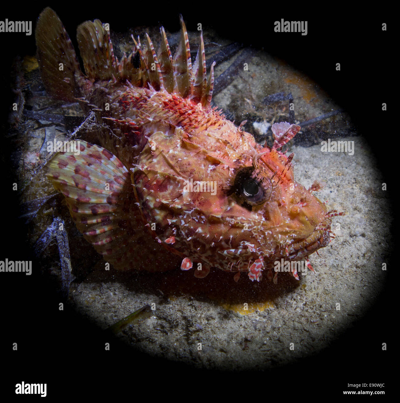 Ritratto di un Rosso di scorfano Scorpaena scrofa, prese a Malta, Mare Mediterraneo. Foto Stock