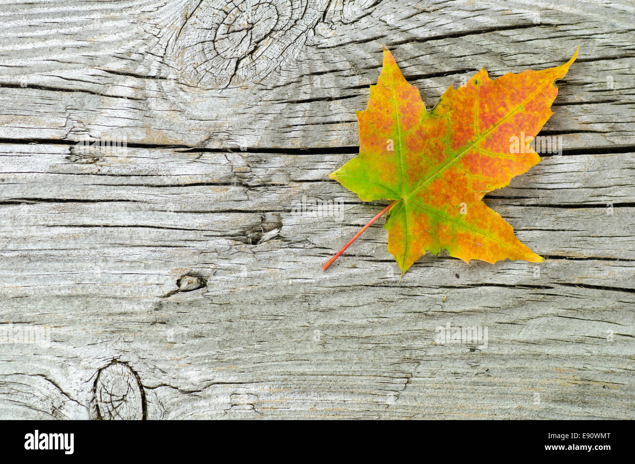 Singolo colore di autunno maple leaf in un vecchio weathered superficie in legno Foto Stock
