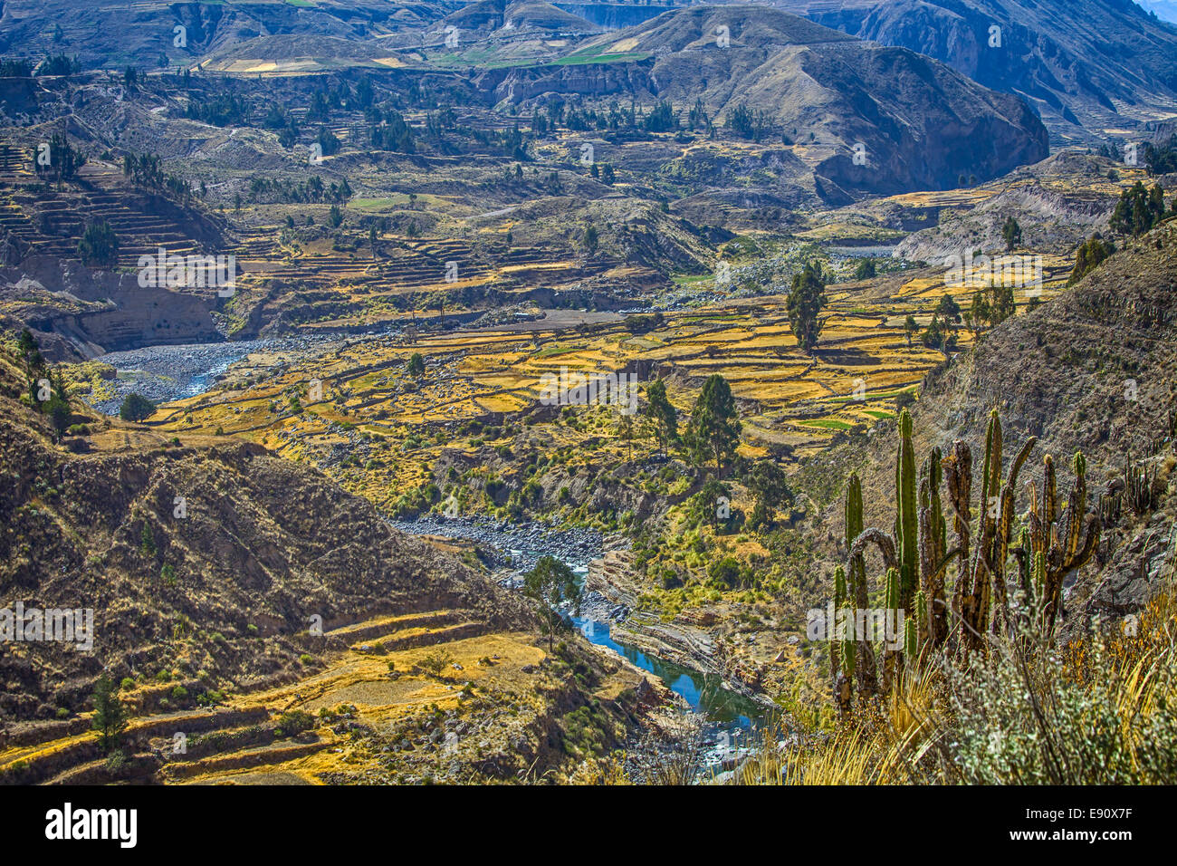 Terrazze a valle al di sopra del Canyon del Colca, Perù Foto Stock