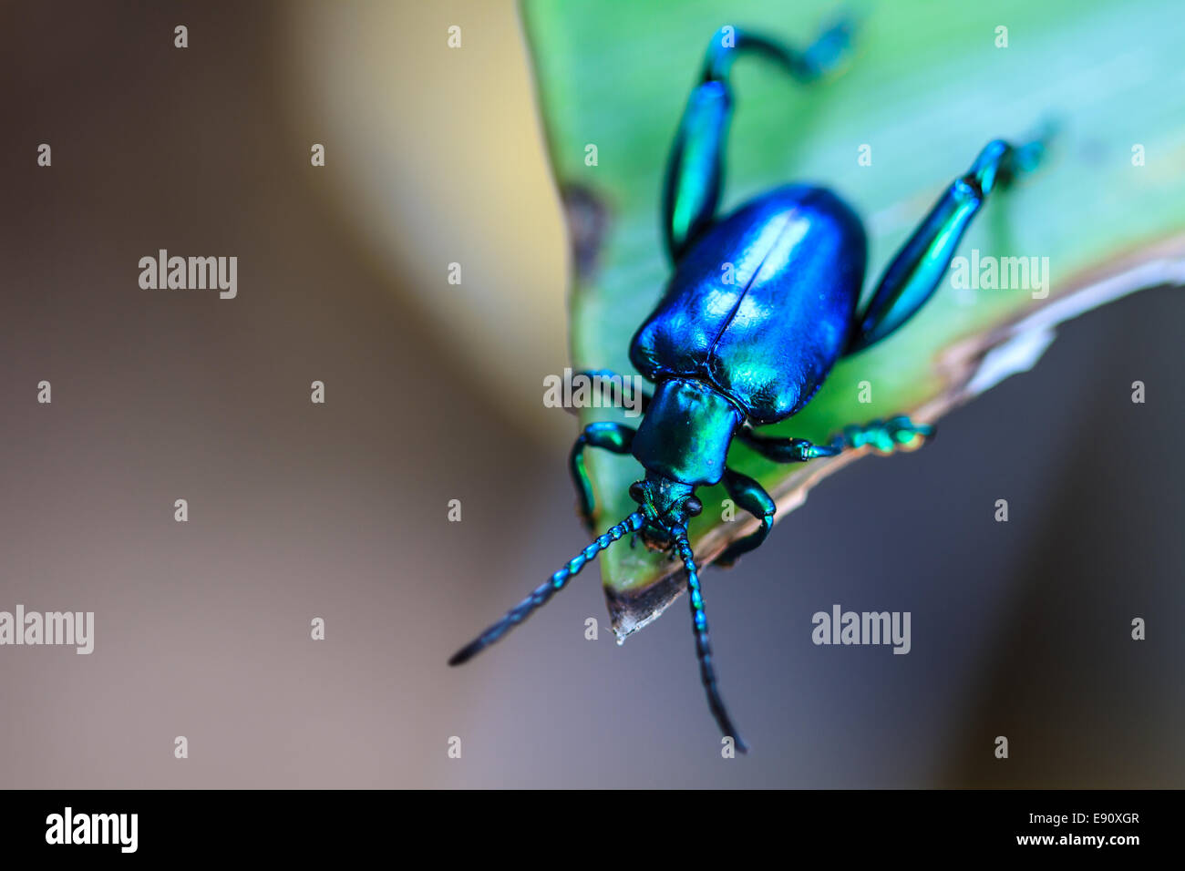 Plateumaris sp formano la famiglia Donaciinae, insetto sulla foglia verde Foto Stock