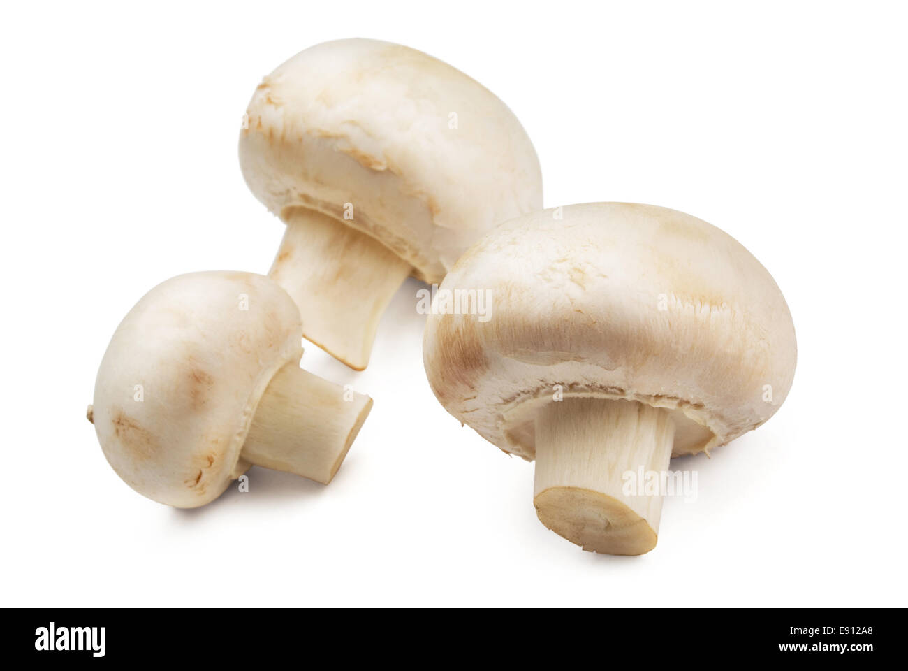 Champignons Foto Stock