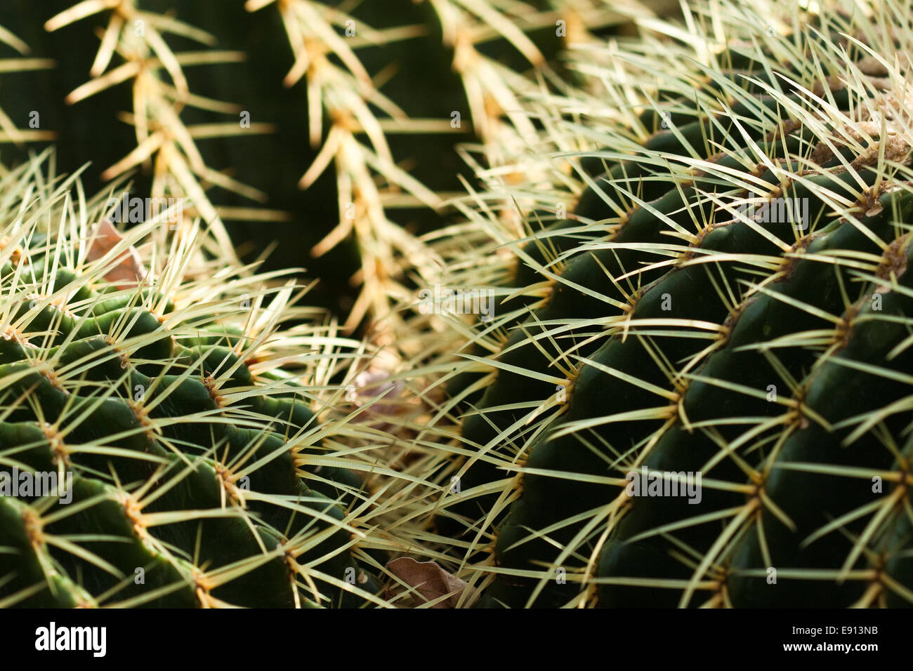Cactus, cactus Foto Stock