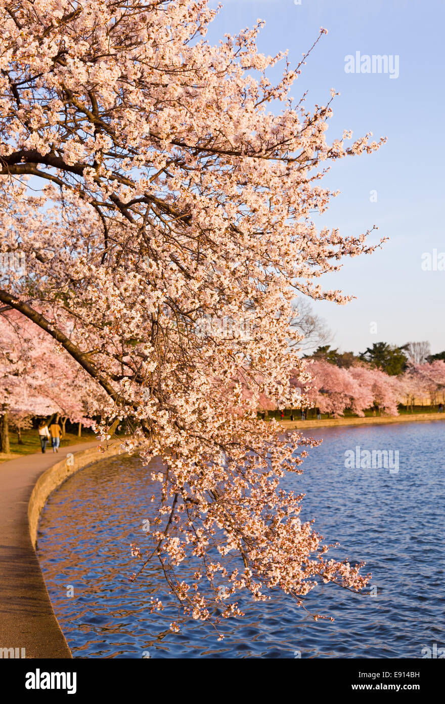 Fiore di Ciliegio alberi dal bacino di marea Foto Stock