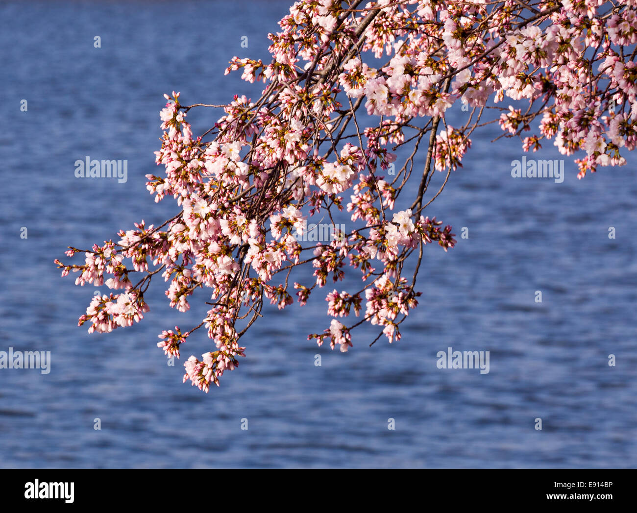 Fiore di Ciliegio alberi dal bacino di marea Foto Stock