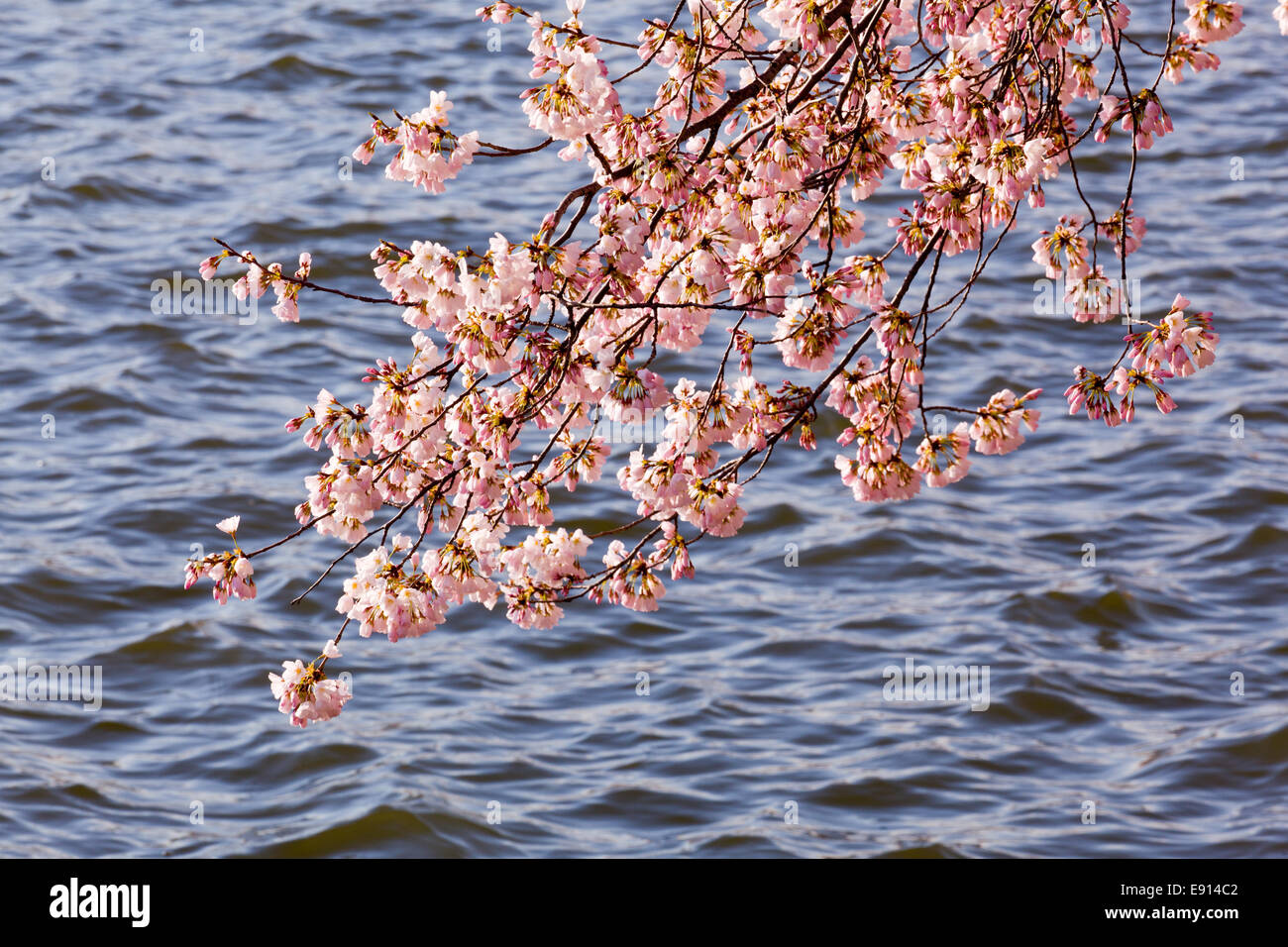 Fiore di Ciliegio alberi dal bacino di marea Foto Stock