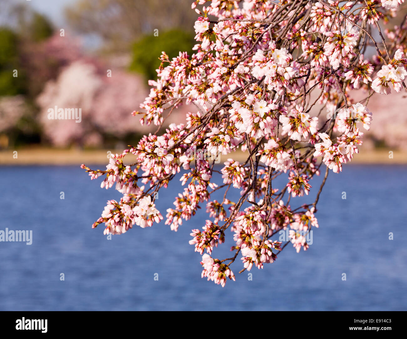 Fiore di Ciliegio alberi dal bacino di marea Foto Stock