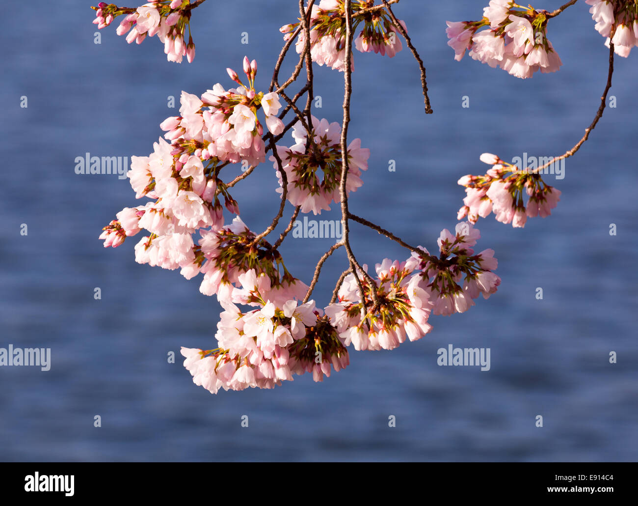Fiore di Ciliegio alberi dal bacino di marea Foto Stock