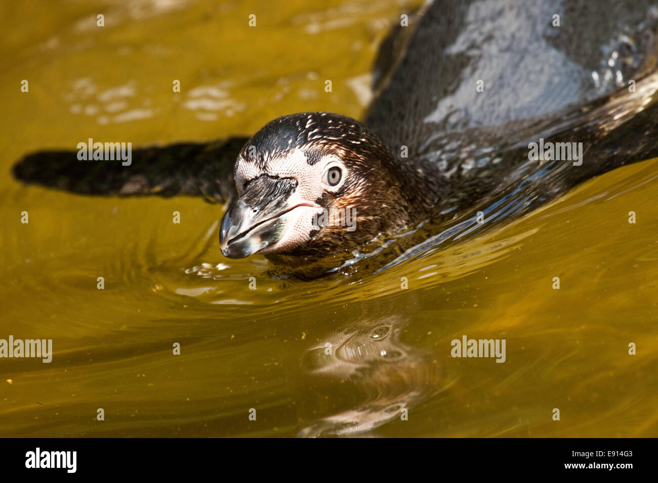 Pinguini Humboldt, Pinguino peruviana Foto Stock